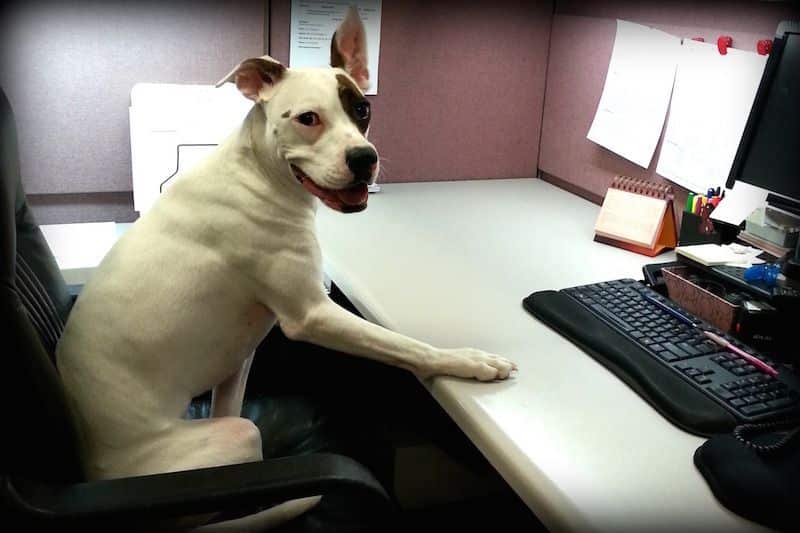 pet-friendly coworking space in san jose, ca